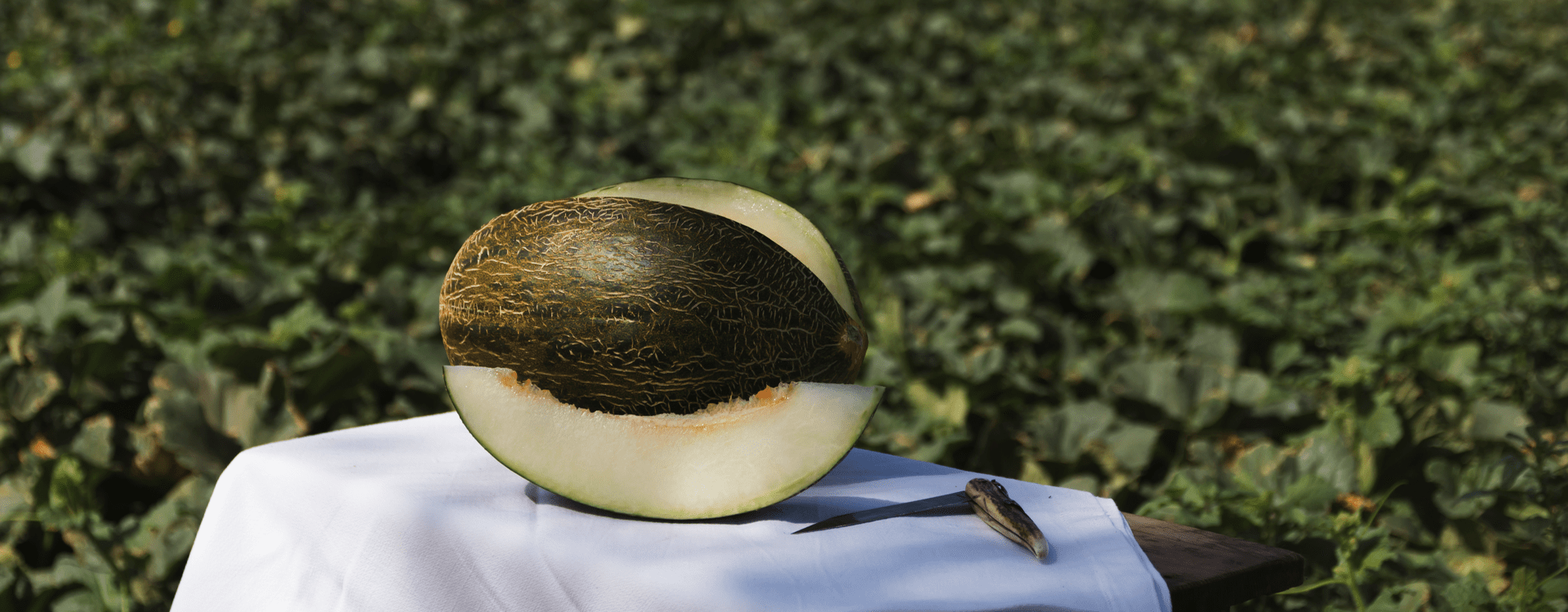 LA FRUTA DEL VERANO YA ESTÁ AQUÍ!